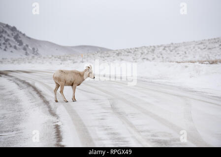 Le scene naturalistiche da Jackson Hole & Yellowstone, Wyoming in inverno Foto Stock