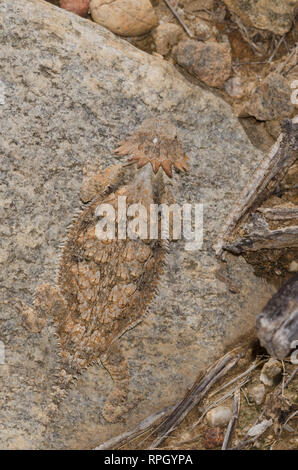 Regal cornuto Lizard, Phrynosoma solare Foto Stock