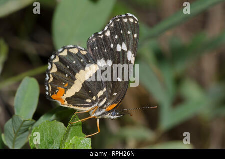 Confina Patch, Chlosyne lacinia Foto Stock