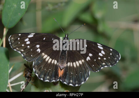 Confina Patch, Chlosyne lacinia Foto Stock