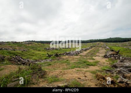 Compensazione Terreno con zero burnimg processo per olio di palma il reimpianto dopo venticinque anni piantato Foto Stock