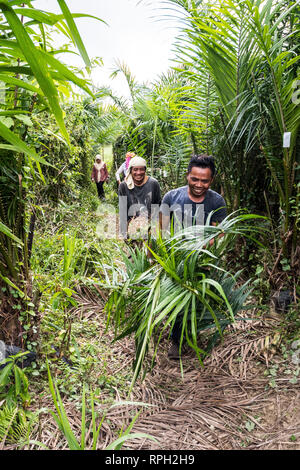 Il sollevamento del palm piantine da vivaio principale al campo utilizza i trattori Foto Stock