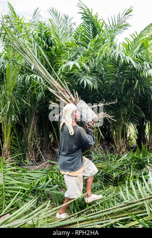 Il sollevamento del palm piantine da vivaio principale al campo utilizza i trattori Foto Stock