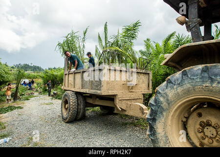 Il sollevamento del palm piantine da vivaio principale al campo utilizza i trattori Foto Stock