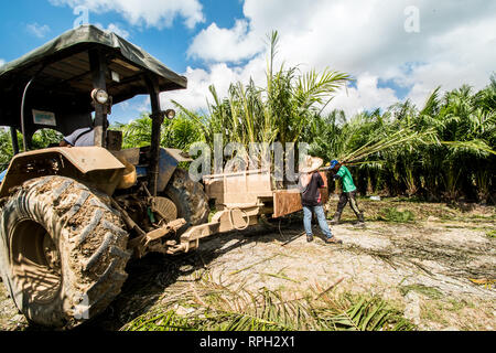 Il sollevamento del palm piantine da vivaio principale al campo utilizza i trattori Foto Stock