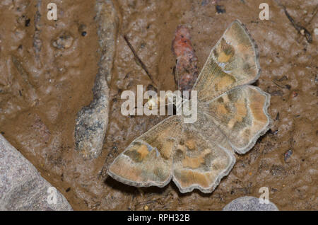 Arizona Skipper in polvere, Systasea zampa, maschio fango-copertura Foto Stock