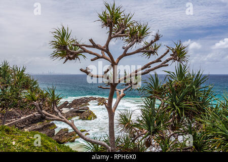 Albero che cresce nei pressi di Snapper Rocks Coolangatta, QLD, Australia Foto Stock