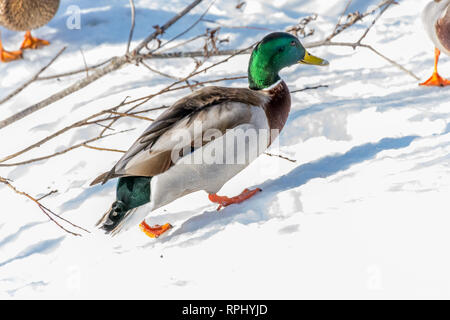 Il Germano Reale maschio passeggiate sulla neve sotto il sole Foto Stock