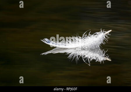 Un singolo di piume di cigno leggermente galleggiante sul lago ancora acqua Foto Stock