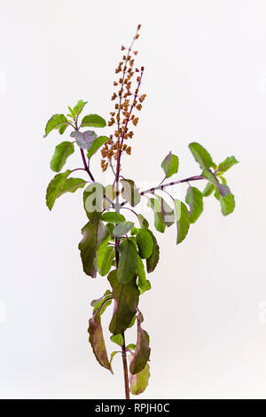 Basilico santo o Krishna Tulasi (Ocimum tenuiflorum) rametto su sfondo bianco Foto Stock