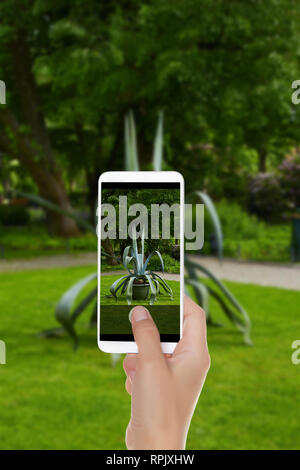 Un uomo è fare una foto di una grande aloe in Bernardino Park a Vilnius, in Lituania su un telefono cellulare Foto Stock