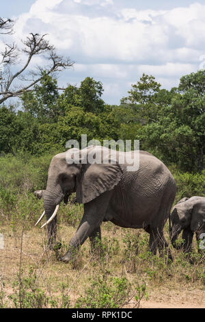 Elefante e baby l'elefante nella savana. Masai Mara, Kenya Foto Stock