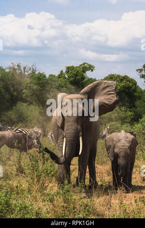 Un enorme elefante e un baby elephant close-up nella savana. Masai Mara, Kenya Foto Stock