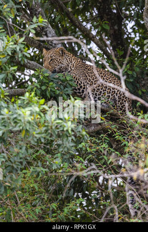 Leopard africani in agguato su un albero. Masai Mara, Kenya Foto Stock