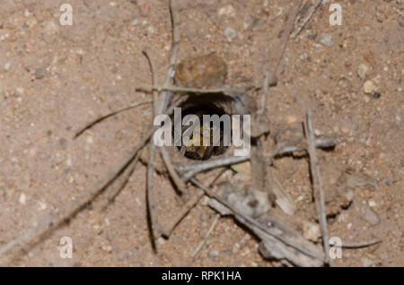 Scavando Wolf Spider, Geolycosa sp., in burrow Foto Stock