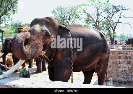 Mangiare elefante in park ,Bangalore Foto Stock