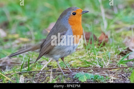 Il robin europeo, conosciuto semplicemente come il rossbreast del robin o del robin. Nome scientifico: Erithacus rufecula Foto Stock