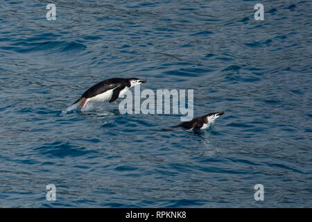 Pinguini Chinstrap nuoto, Pygoscelis Antartide in Cooper's Bay, Georgia del Sud Foto Stock