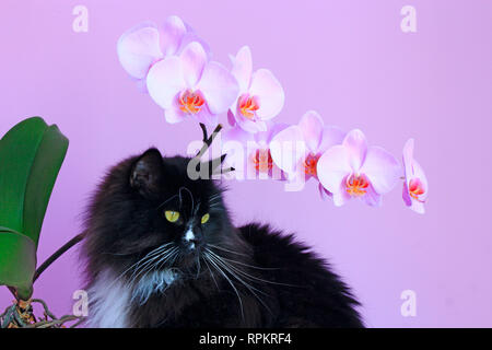 Gatto e orchidee rosa su sfondo. Interni moderni. Nero animale domestico. Fioritura decorativa orchid Foto Stock