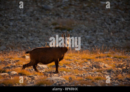 Zoologia, mammifero / di mammifero, Rupicapra, Camosci (Rupicapra rupicapra), in piedi, montagna, Col de , Additional-Rights-Clearance-Info-Not-Available Foto Stock