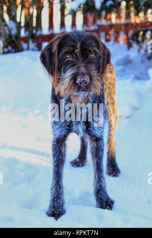 Una pistola dong, Cesky fousek, aspettando il suo proprietario. Un marrone-pelliccia bianca e atletico figura. Una bella mattinata d'inverno. Splendido animale in naturalmente ambi Foto Stock