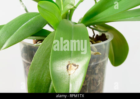 Malattia sulla foglia di un'orchidea. Close-up. Sun burn su una foglia di orchidee, su sfondo bianco. Phalaenopsis. Foto Stock