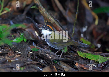 Chestnut-capped Brushfinch a Tandayapa Bird Lodge Ecuador Foto Stock