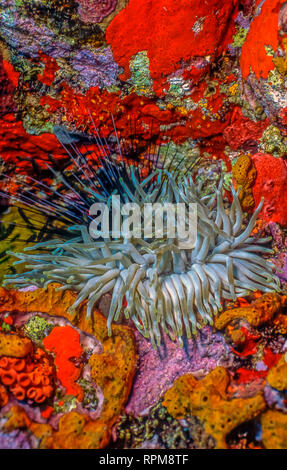 Coral reef anemoni di mare al largo della costa di Roatan Foto Stock