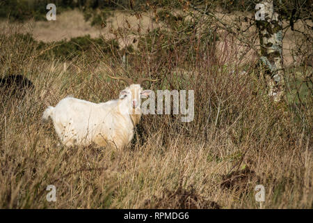 Una capra selvatica il roaming libero nella campagna irlandese Foto Stock