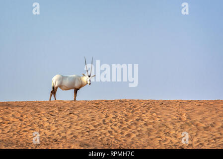 Arabian oryx, chiamato anche bianco oryx (Oryx leucoryx) nel deserto vicino a Dubai, Emirati Arabi Uniti Foto Stock