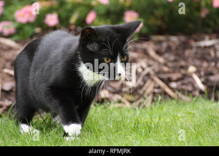 4 mesi di età un gattino, un bianco e nero corto britannico-capelli moggie, viene accuratamente stalking un fuori-di-shot di insetti nel giardino sul retro. Fotografia scattata in l Foto Stock