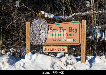 Un grande gufo grigio decora il segno al Sax-Zim Bog, una naturale delle torbiere e foreste nel nord del Minnesota. Duluth, Minnesota, Stati Uniti d'America. Foto Stock