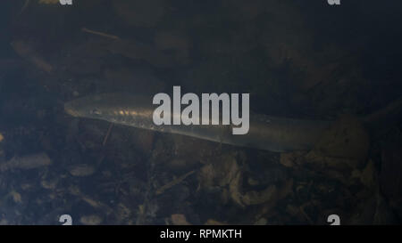 Lampreda di fiume , Lampetra fluviatilis, adulti di aspirare a una roccia, Yorkshire Ouse, Novembre Foto Stock