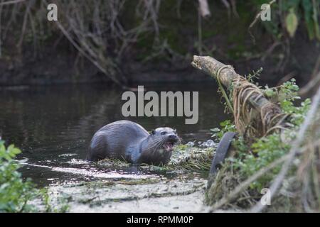 Lontra Lutra lutra, ,norfolk ,gennaio Foto Stock