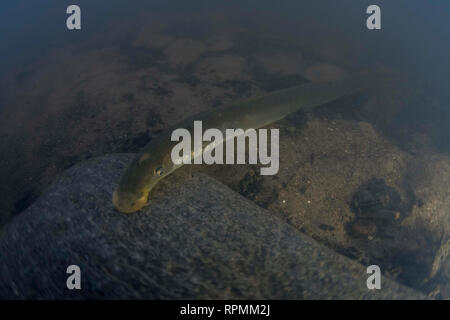 Lampreda di fiume , Lampetra fluviatilis, adulti di aspirare a una roccia, Yorkshire Ouse, Novembre Foto Stock