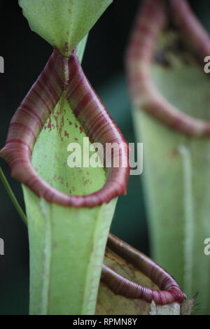 Impeccabile, stupefacente in pericolo critico nepenthes aristolochioides x ventricoli pianta ibrida che cresce nella foresta tropicale. Foto Stock