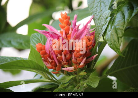 Perfetto, stupefacente rosa caldo e arancio Panama regina fiore in piena fioritura. Foto Stock