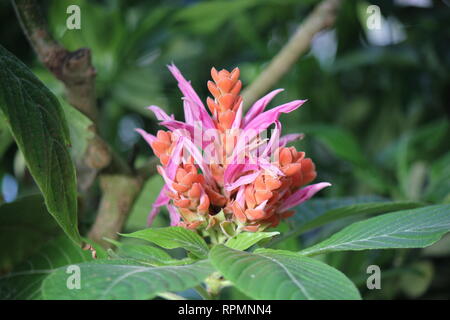 Perfetto, stupefacente rosa caldo e arancio Panama regina fiore in piena fioritura. Foto Stock