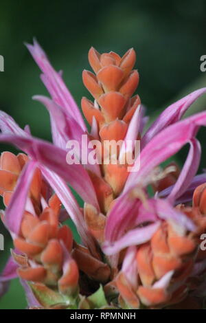 Perfetto, stupefacente rosa caldo e arancio Panama regina fiore in piena fioritura. Foto Stock