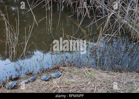 Tartaruga dalle orecchie rosse (Trachemys scripta elegans) gruppo in appoggio sul terreno. Aree naturali del Llobregat Delta. Provincia di Barcellona. La Catalogna. Spagna. Foto Stock