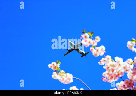 Cielo sereno sopra la vostra testa con fiori di ciliegio e aeromobili battenti . Foto Stock