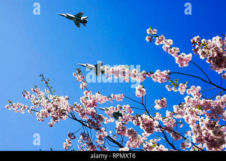 Cielo sereno sopra la vostra testa con fiori di ciliegio e piani di volo . Foto Stock