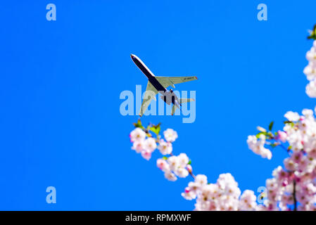 Cielo sereno sopra la vostra testa con fiori di ciliegio e aeromobili battenti . Foto Stock