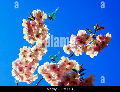 Cielo sereno sopra la vostra testa con fiori di ciliegio e piani di volo . Foto Stock