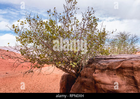 Albero nella parte anteriore di ingresso al Khazali Canyon di Wadi Rum valle chiamato anche Valle della Luna in Giordania Foto Stock