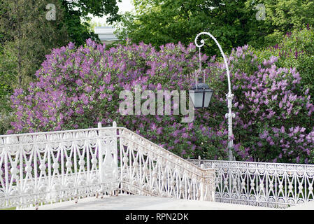 Openwork Lanterna sullo sfondo di Lilla di fioritura in primavera Park sull isola Elagin, San Pietroburgo Foto Stock