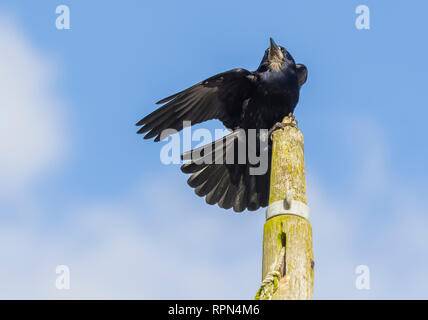 Adulto Rook (Corvus frugilegus) appollaiate su un post guardando rotondo in inverno contro il cielo blu nel West Sussex, Regno Unito. Foto Stock