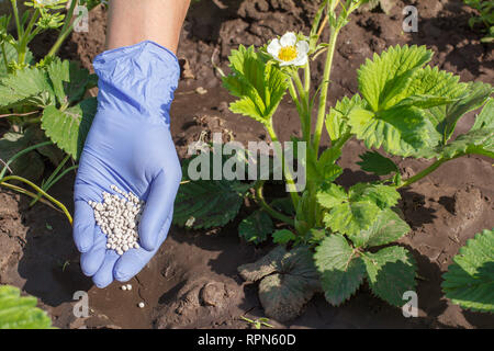 Agricoltore mano nel guanto di gomma dare fertilizzante chimico a giovani cespugli di fragole durante il loro periodo di fioritura in giardino. Foto Stock