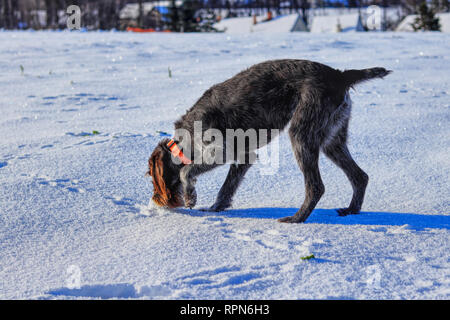 Un bel filo boemo cane è alla ricerca di alcuni panetti o l'odore. Essa è di colore marrone e grigio colorato con cane athletic figura. Foto Stock