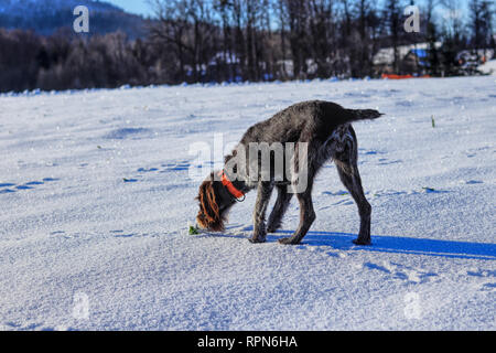 Un Cesky fousek è alla ricerca di qualche odore o stampe. Un bellissimo marrone e grigio colorato cercando di cane trovato alcune vittime dopo la tempesta. Foto Stock